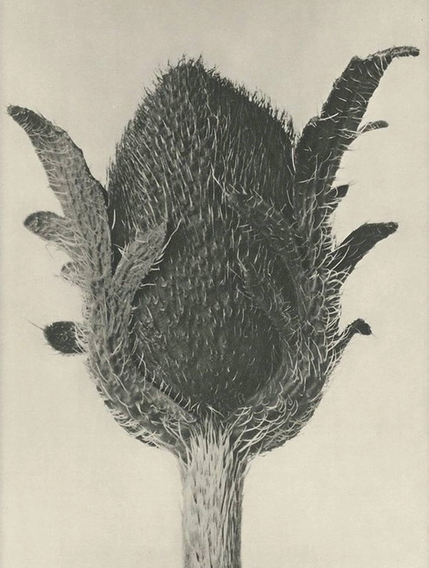Black-and-white close-up of a flower bud